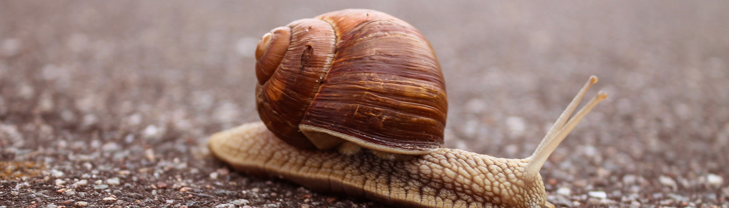 Sur le dos de l'escargot, les crédits et mentions légales du site libéramos.fr